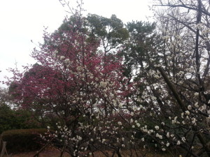 静岡　駿府城公園　梅