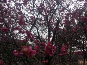 静岡　駿府城公園　梅