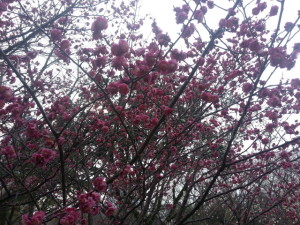 静岡　駿府城公園　梅