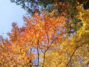熱海　MOA美術館